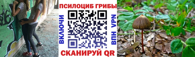 Купить где  Козьмодемьянск  Псилоцибиновые грибы Psilocybe 